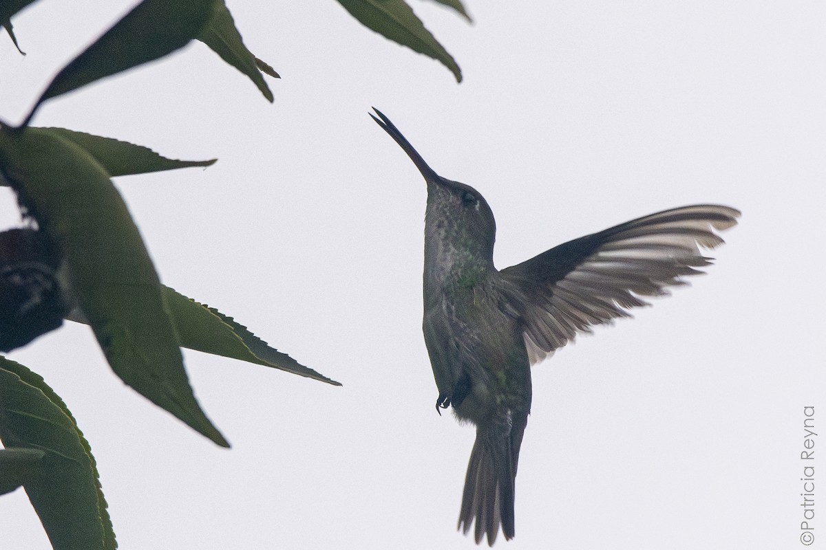 Green-and-white Hummingbird - ML638250832