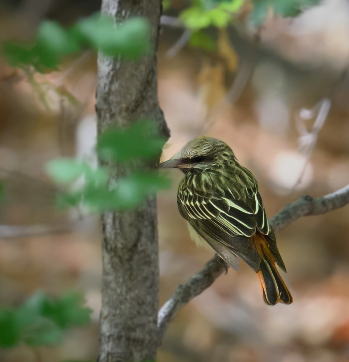 Sulphur-bellied Flycatcher - ML638250886