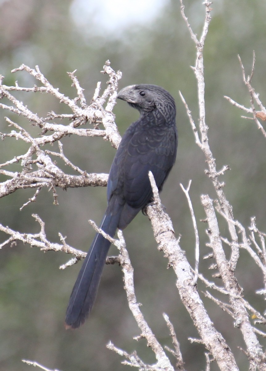 Groove-billed Ani - ML638250895