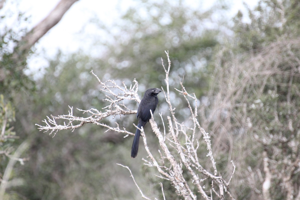 Groove-billed Ani - ML638250896