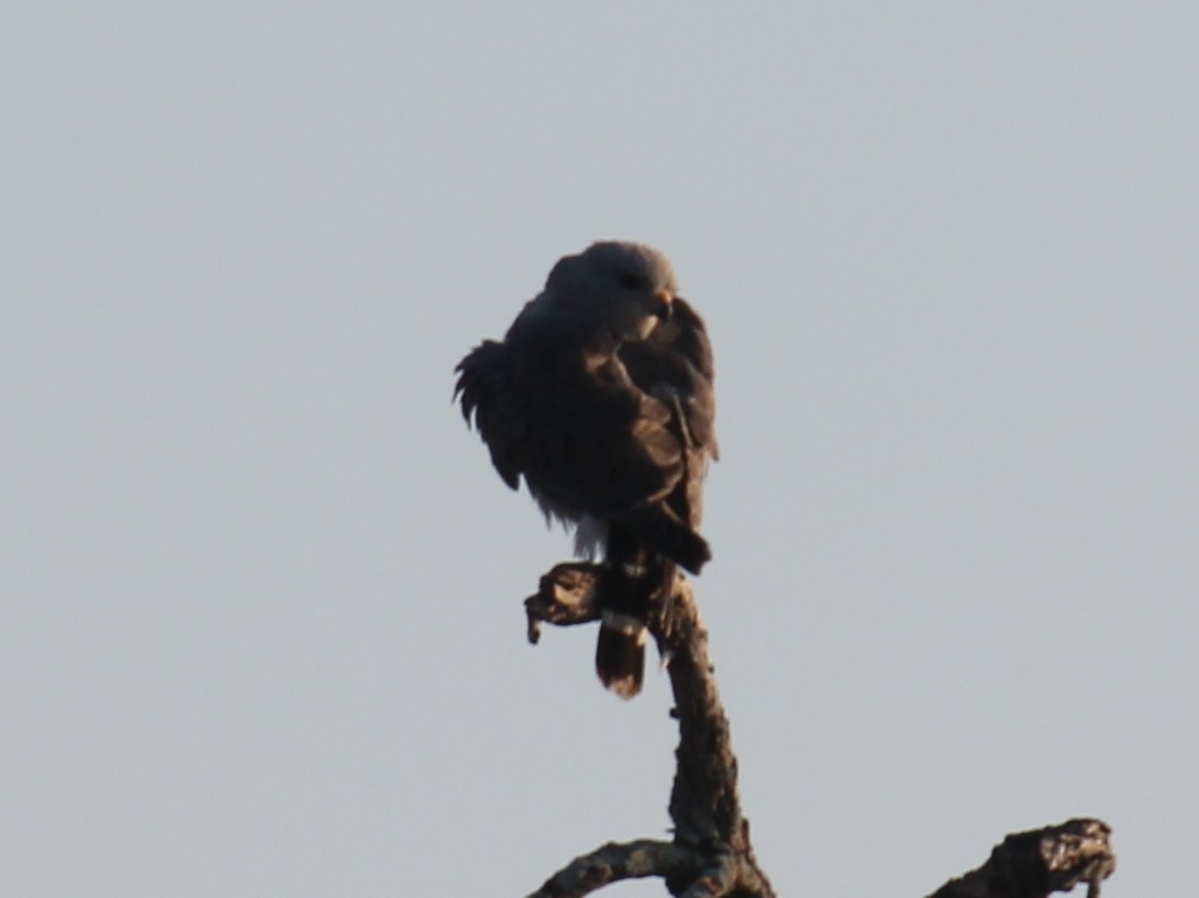 Gray Hawk - ML638250903