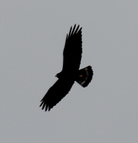 Zone-tailed Hawk - ML638250904
