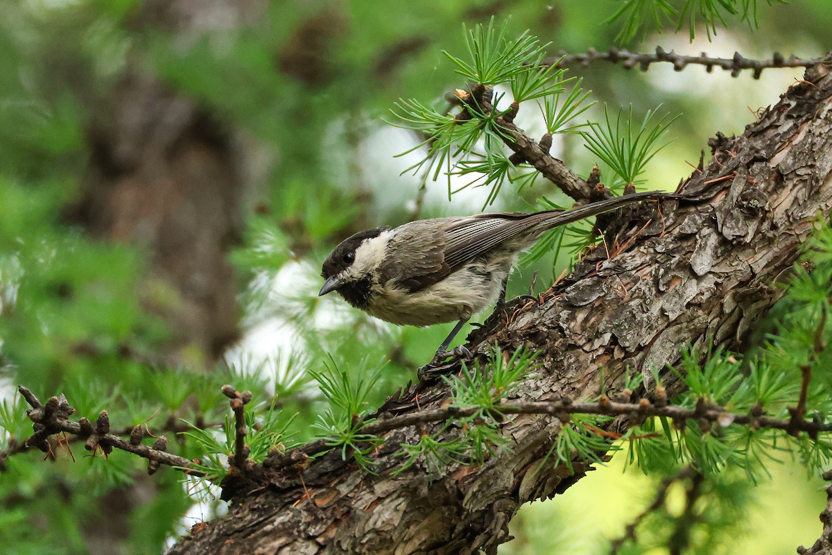 Willow Tit - ML638250911