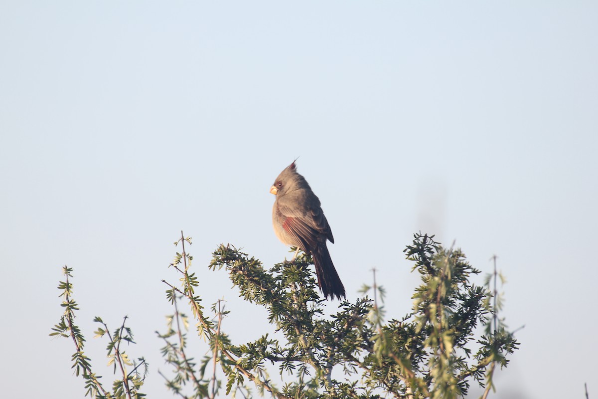 Pyrrhuloxia - ML638250912