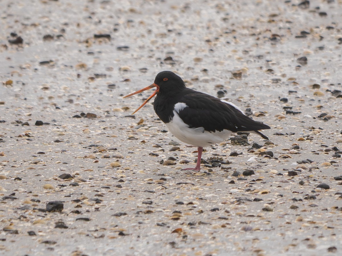 South Island Oystercatcher - ML638250932