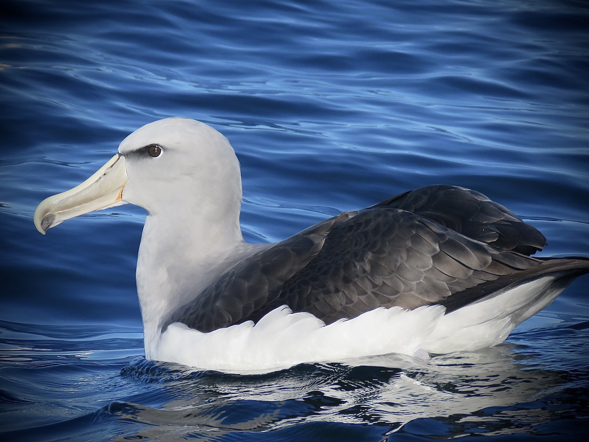 Salvin's Albatross - ML638250934