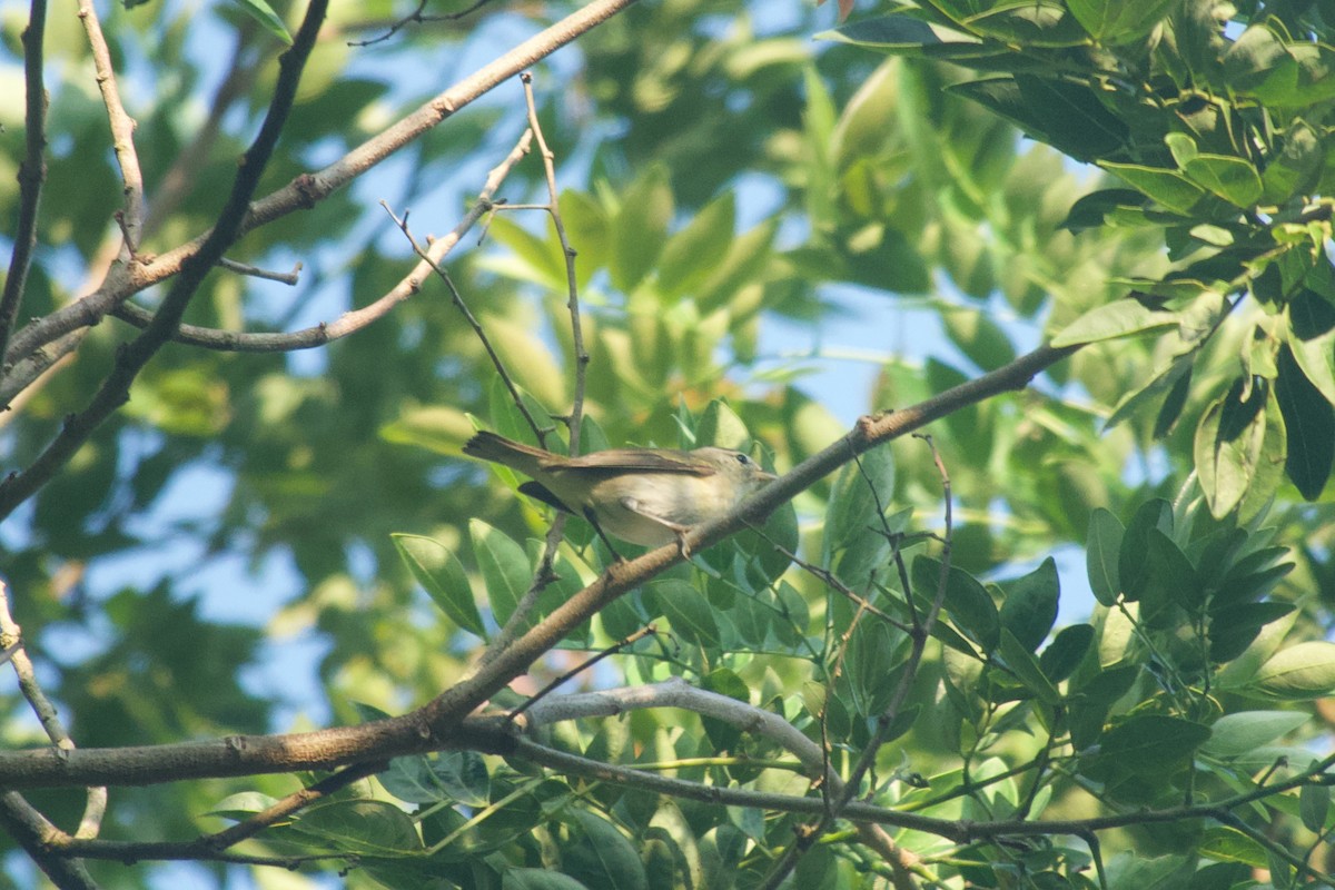 Tennessee Warbler - ML638250944