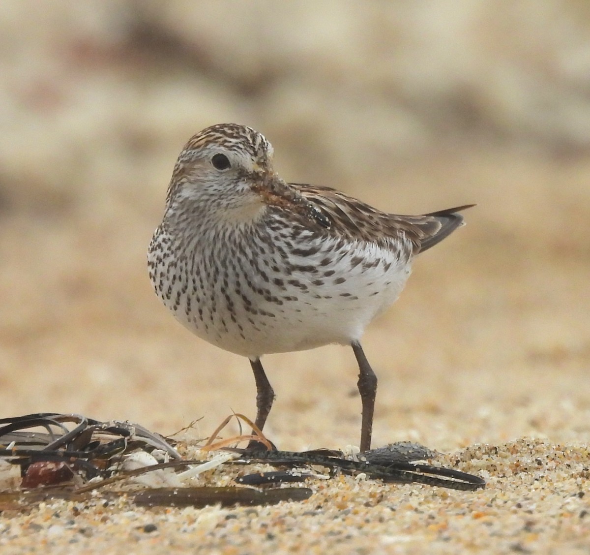 White-rumped Sandpiper - ML638250958