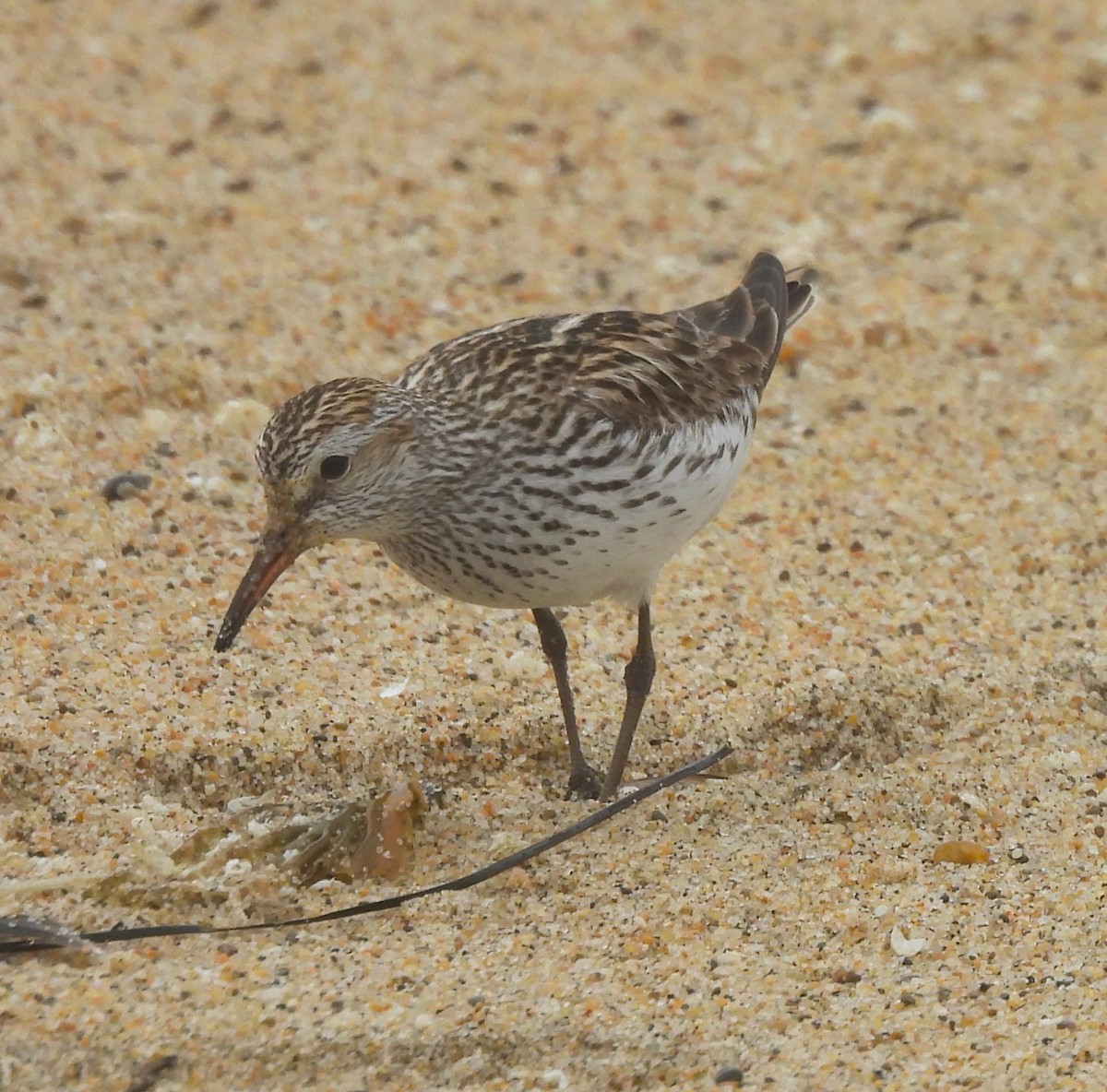 White-rumped Sandpiper - ML638250959