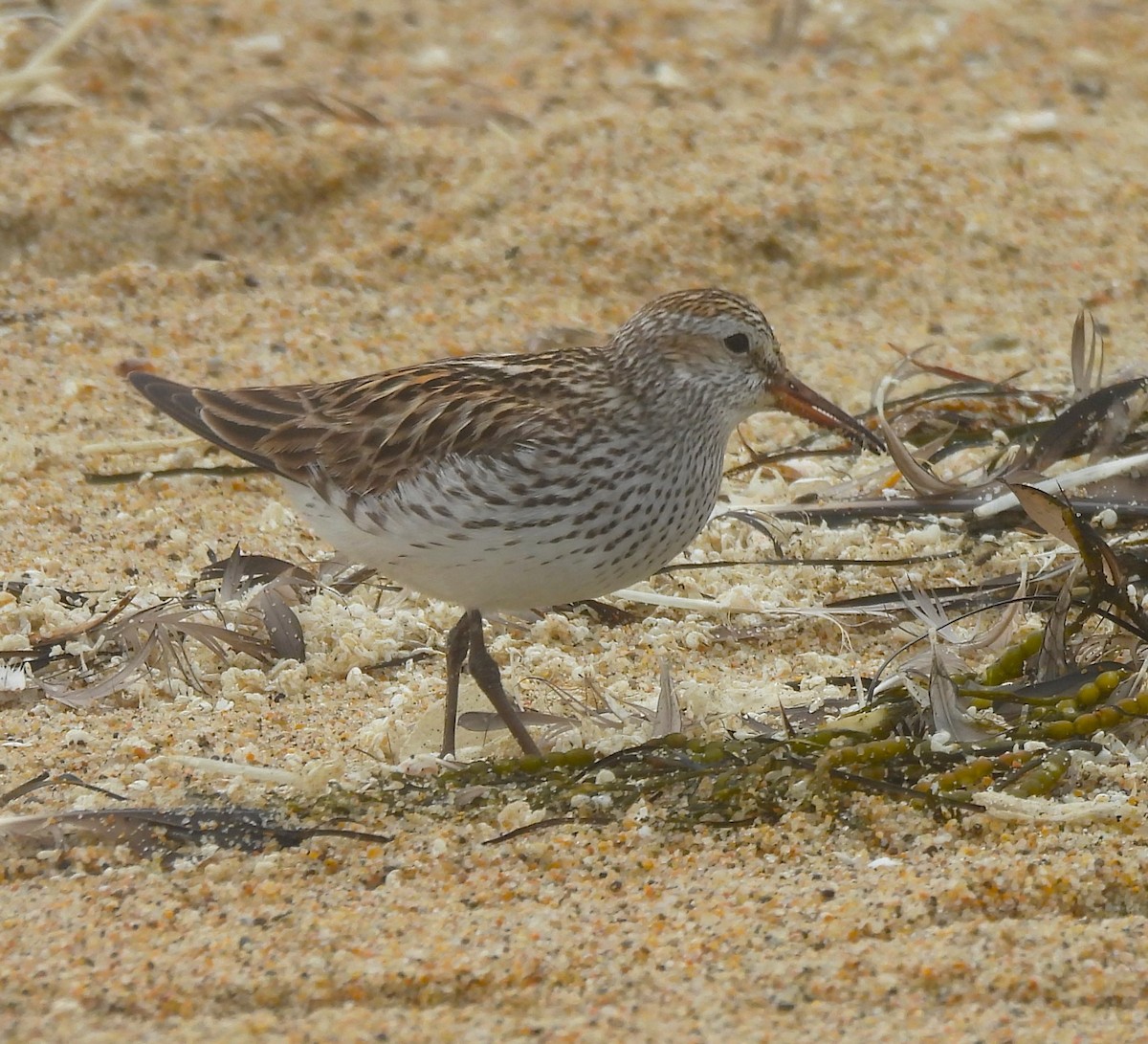 White-rumped Sandpiper - ML638250960