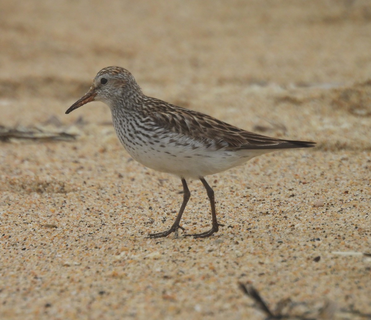 White-rumped Sandpiper - ML638250961