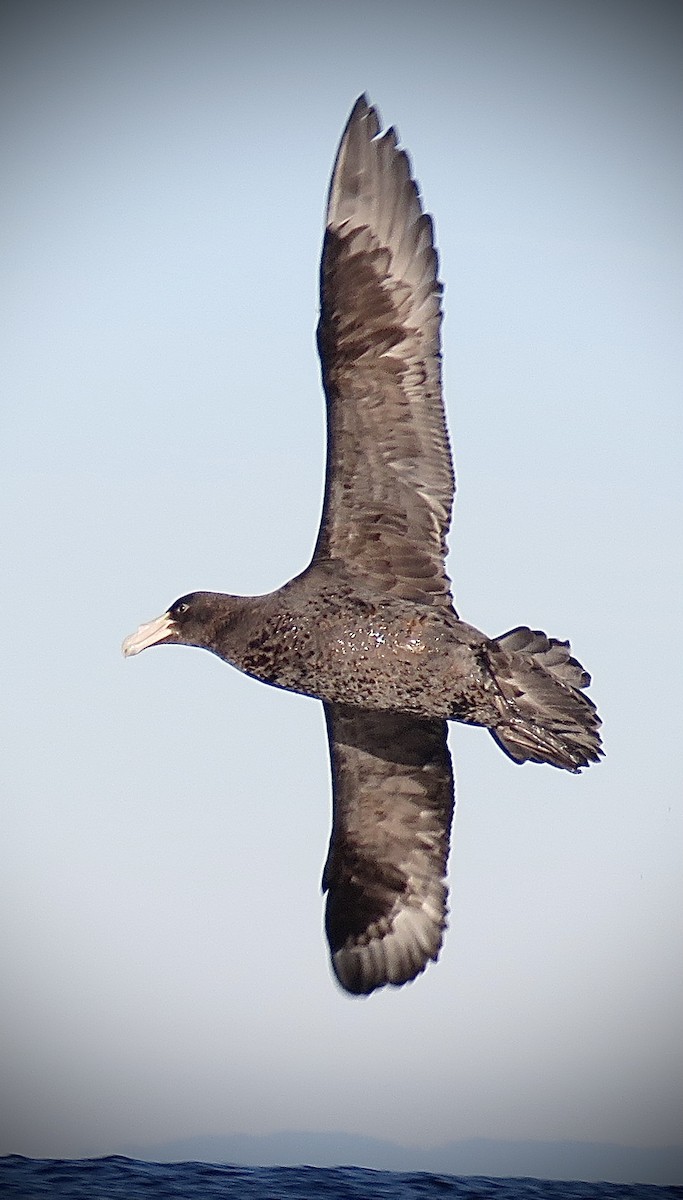 Southern Giant-Petrel - ML638250963