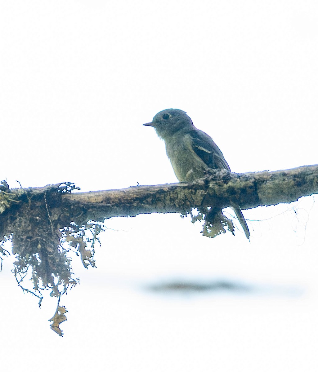 Hammond's Flycatcher - ML638250973