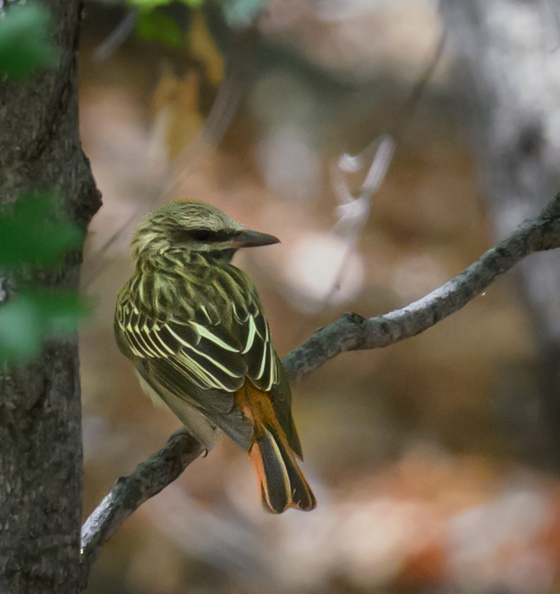 Sulphur-bellied Flycatcher - ML638250977