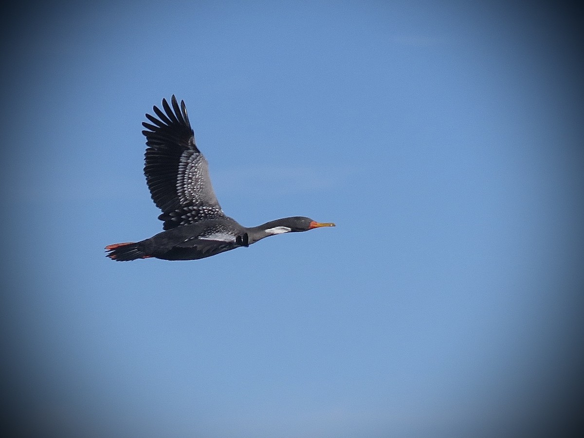 Red-legged Cormorant - ML638250981