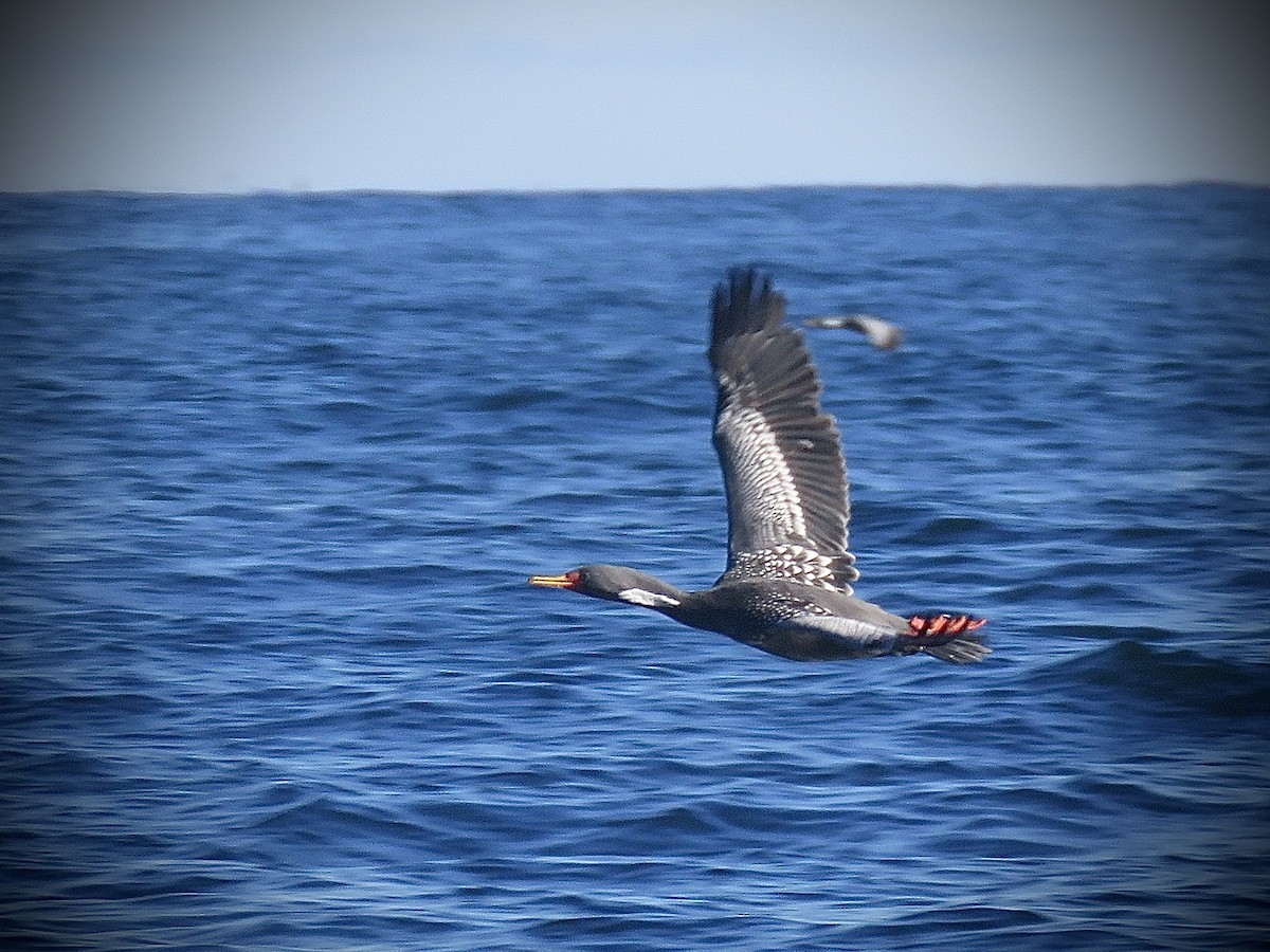 Red-legged Cormorant - ML638250982