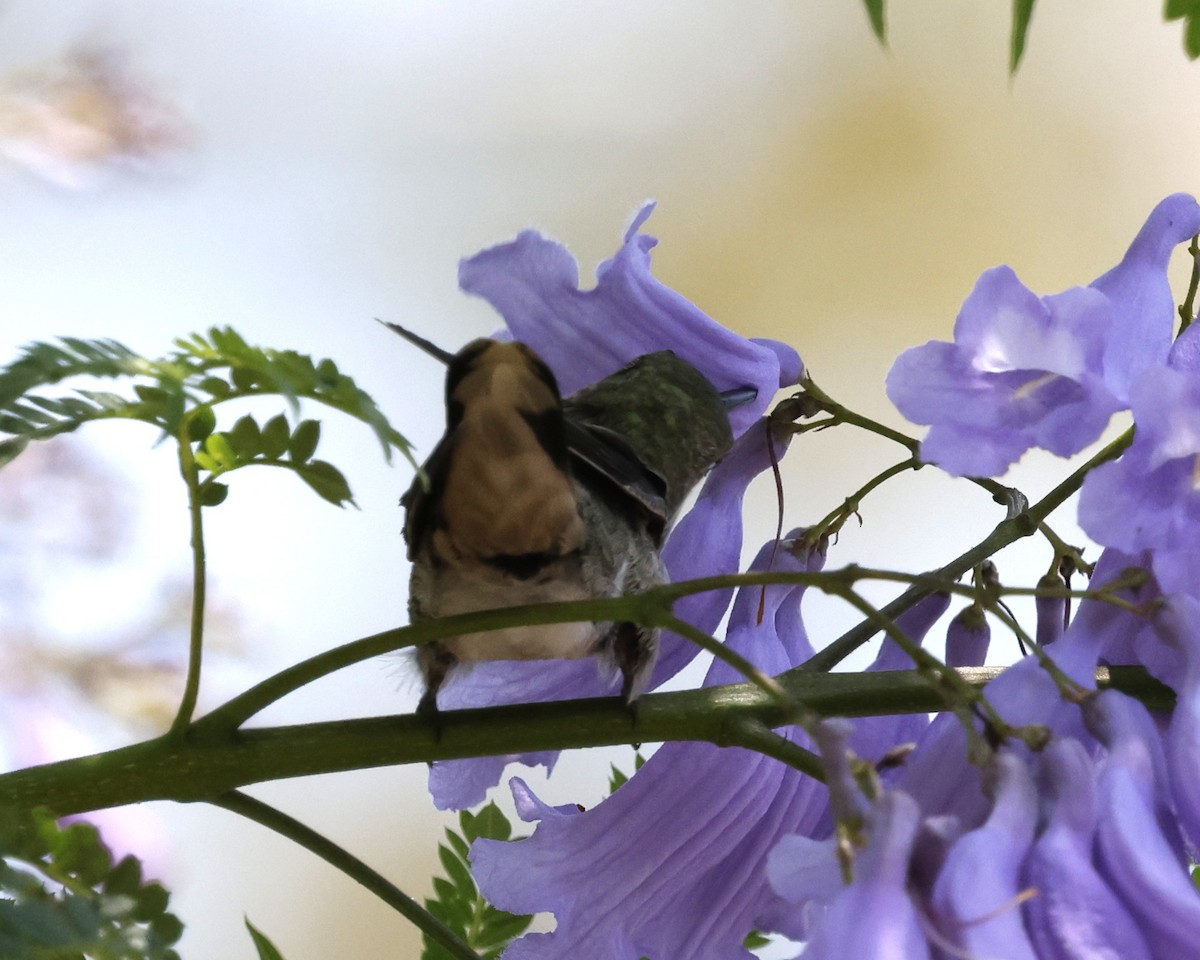 Allen's Hummingbird - ML638250993