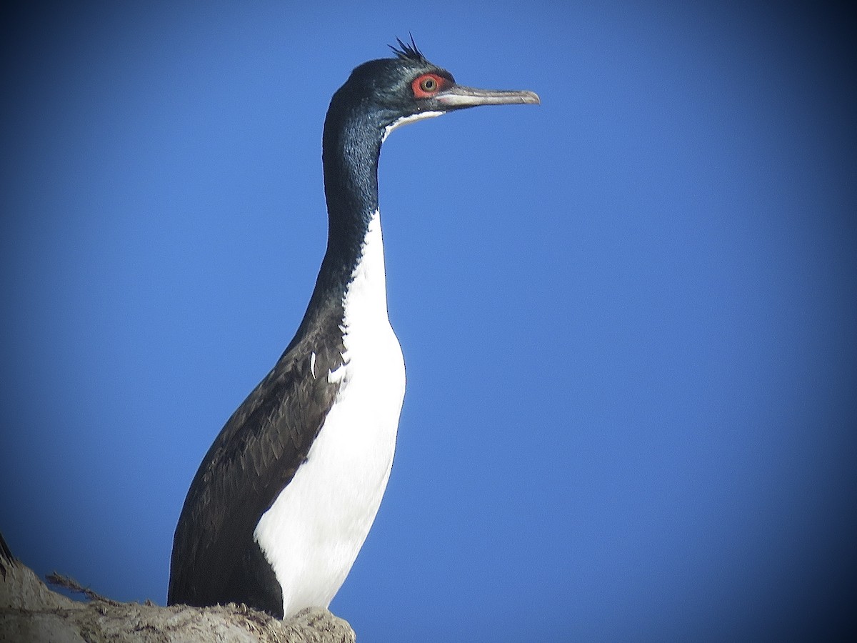Guanay Cormorant - ML638250995