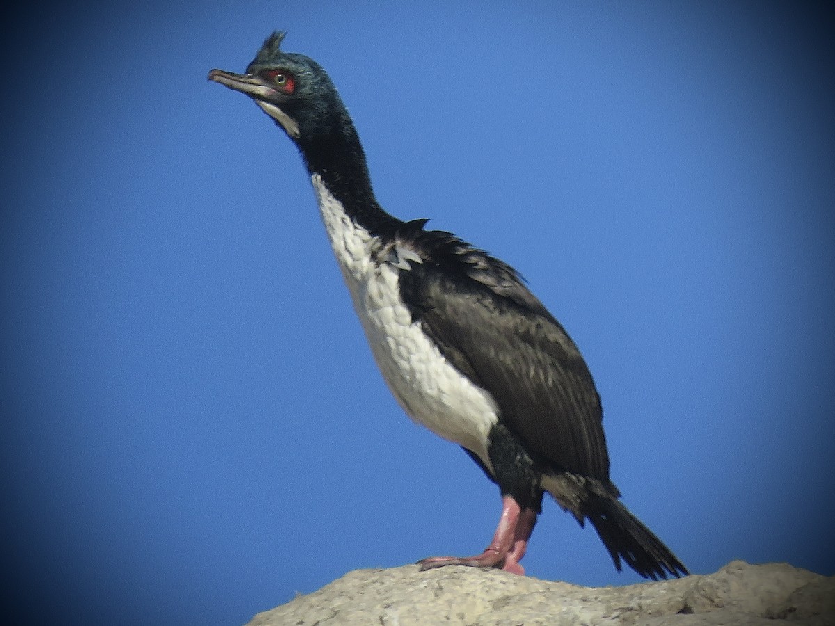 Guanay Cormorant - ML638250996