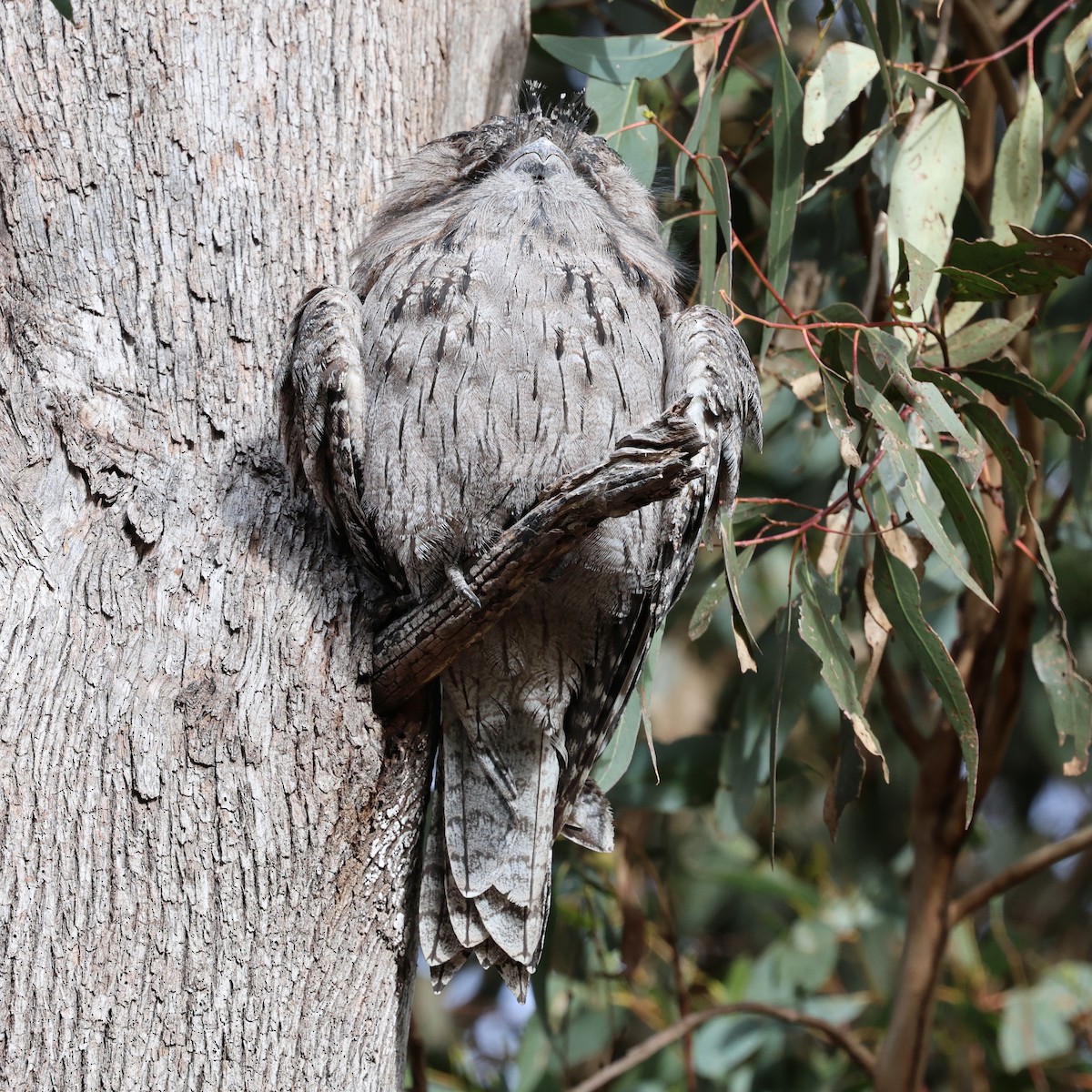 Tawny Frogmouth - ML638250998