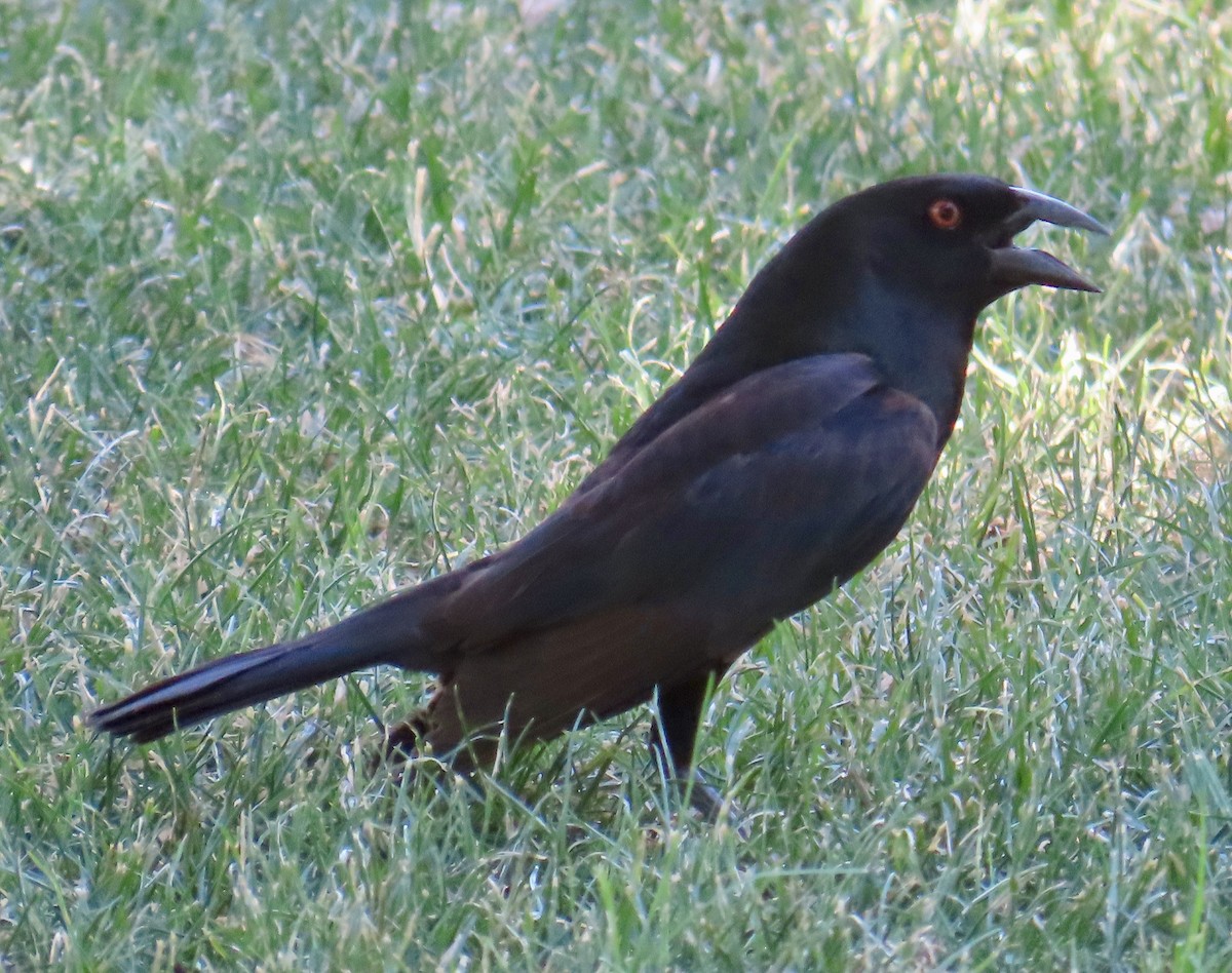 Bronzed Cowbird - ML638251004