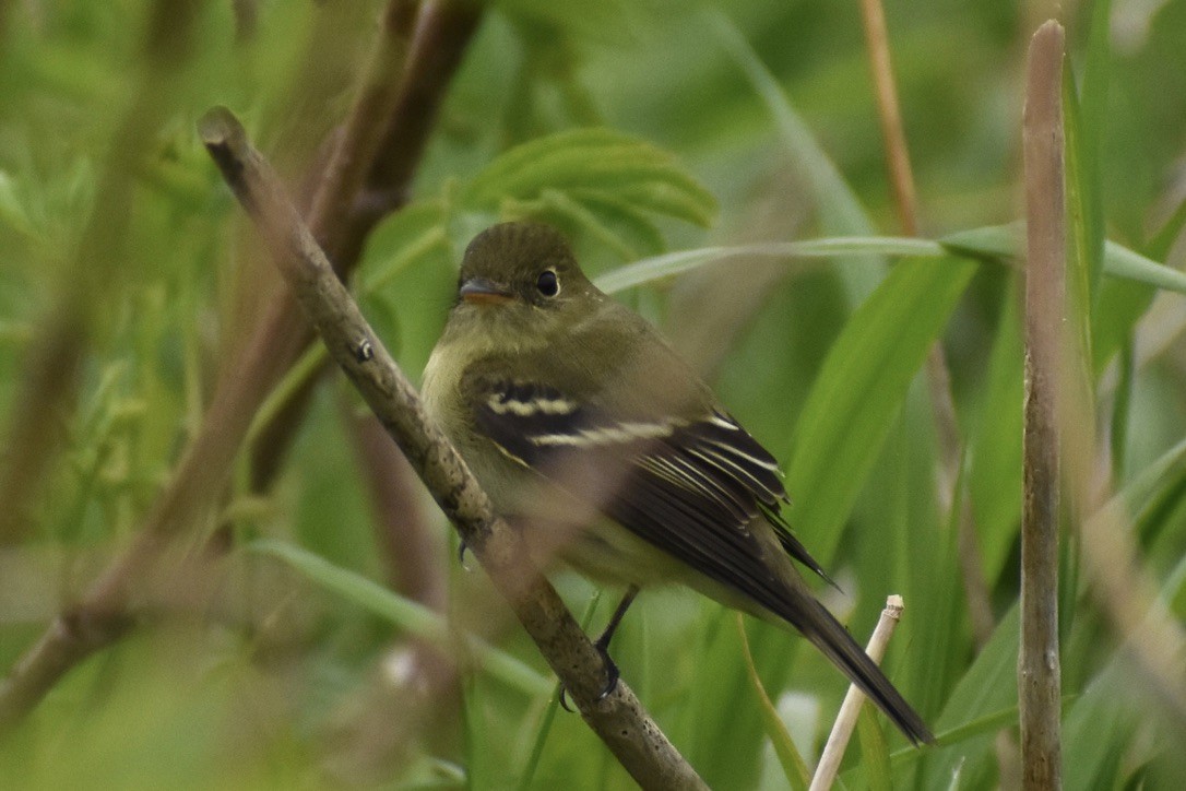 Yellow-bellied Flycatcher - ML638251037