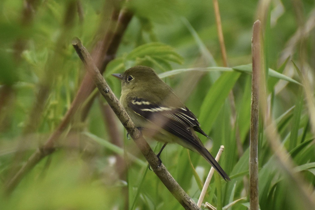 Yellow-bellied Flycatcher - ML638251038