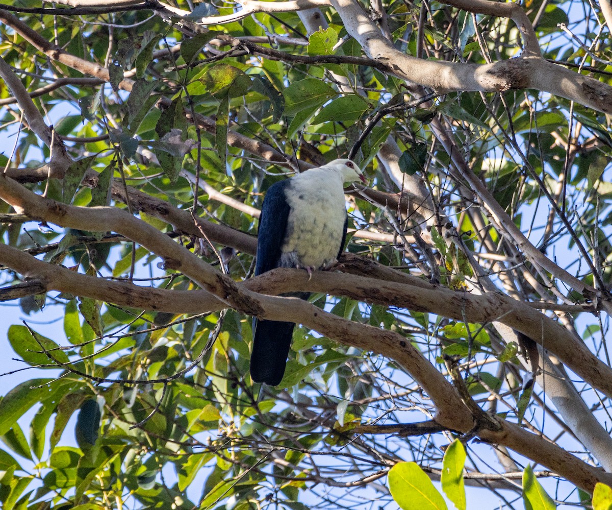 White-headed Pigeon - ML638251070