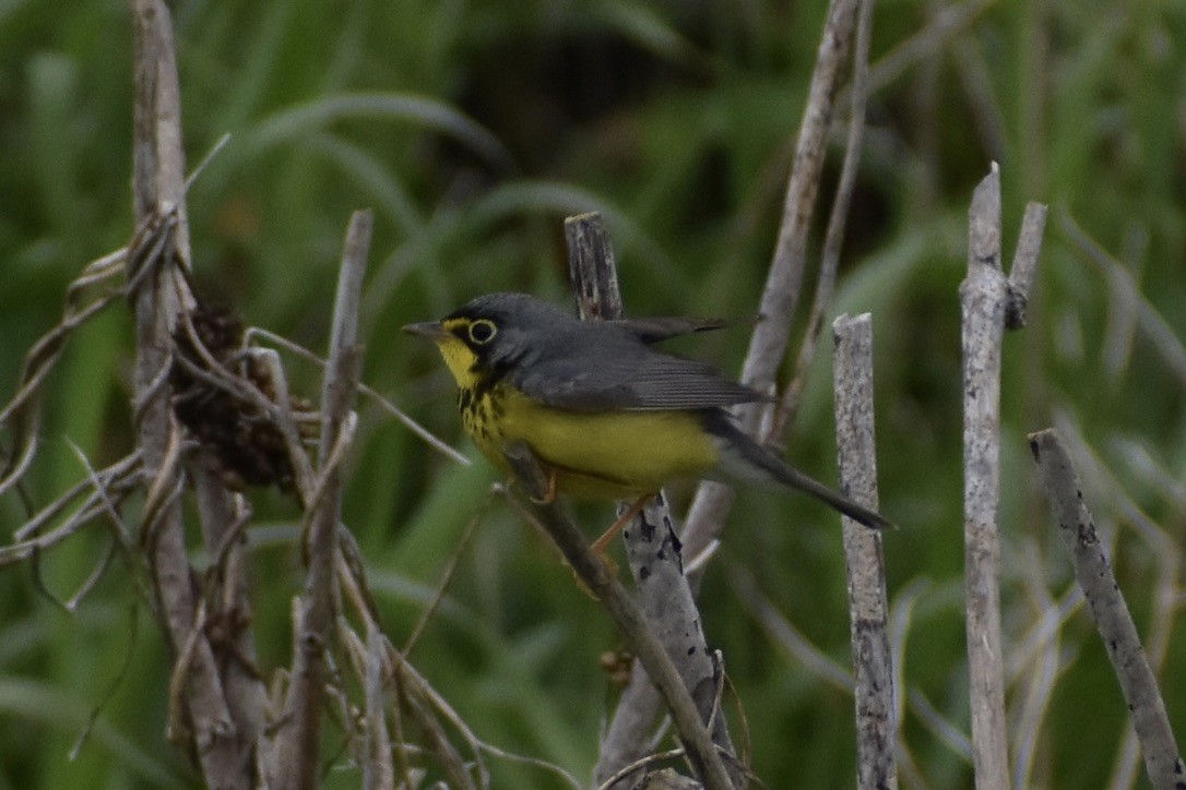 Canada Warbler - ML638251083