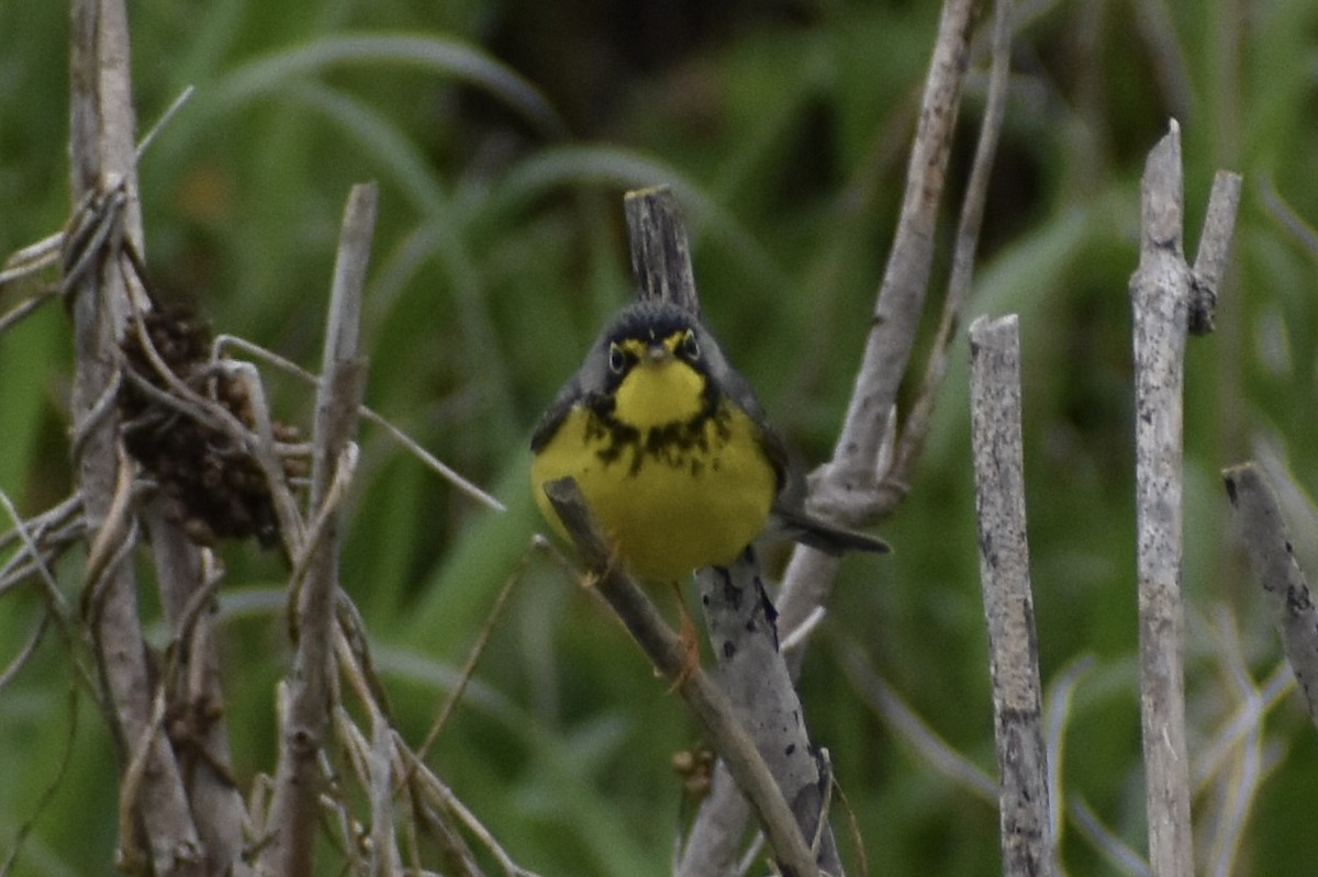 Canada Warbler - ML638251084