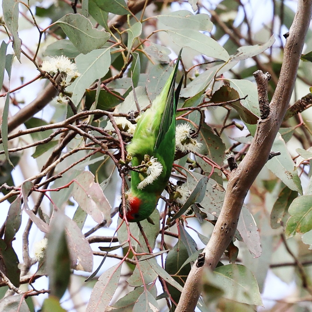 Little Lorikeet - ML638251090