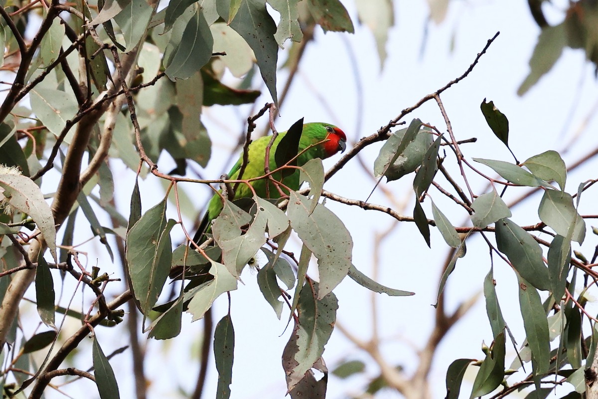 Little Lorikeet - ML638251091