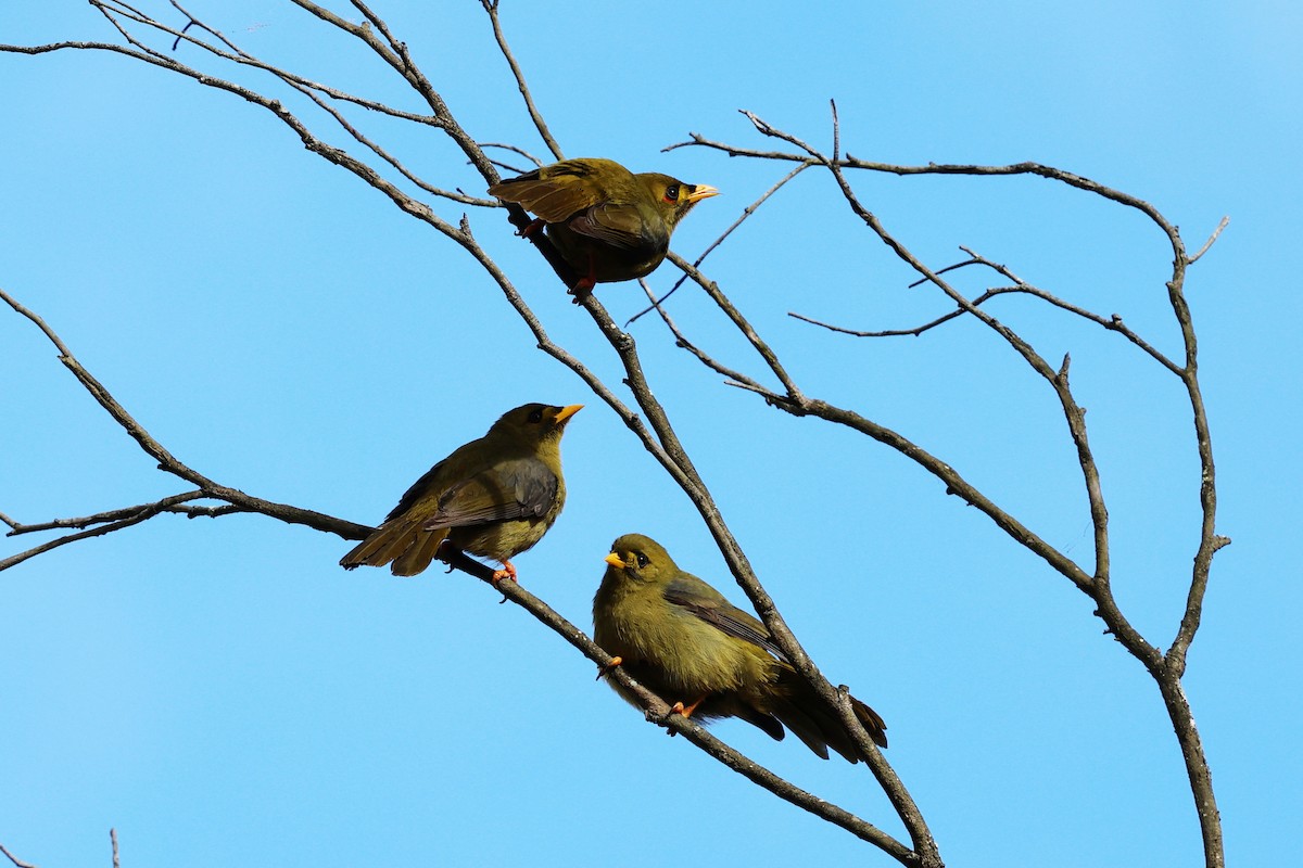 Bell Miner - ML638251096