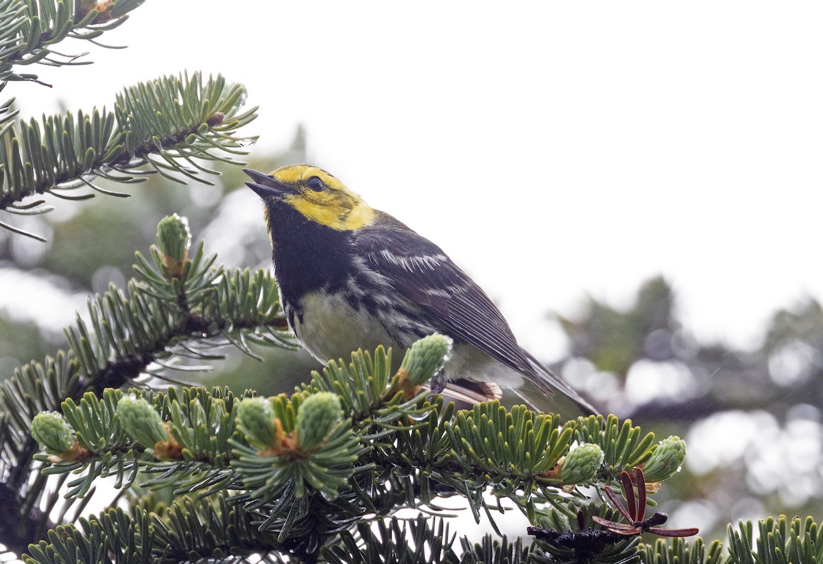 Black-throated Green Warbler - ML638251100