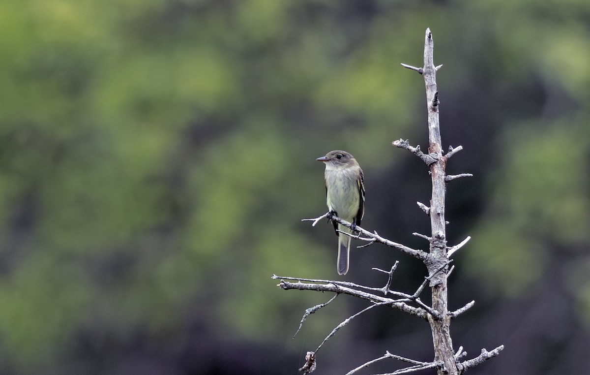 Alder Flycatcher - ML638251114