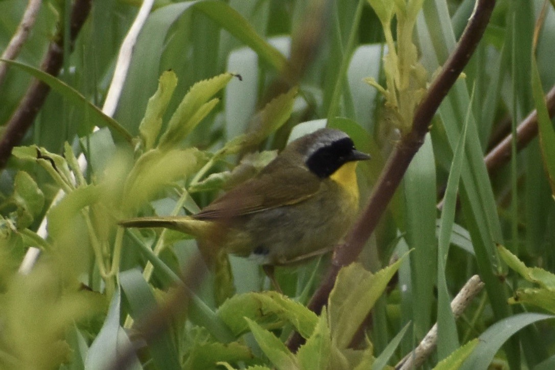 Common Yellowthroat - ML638251131
