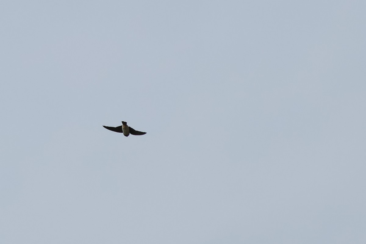 Chimney Swift - ML638251147