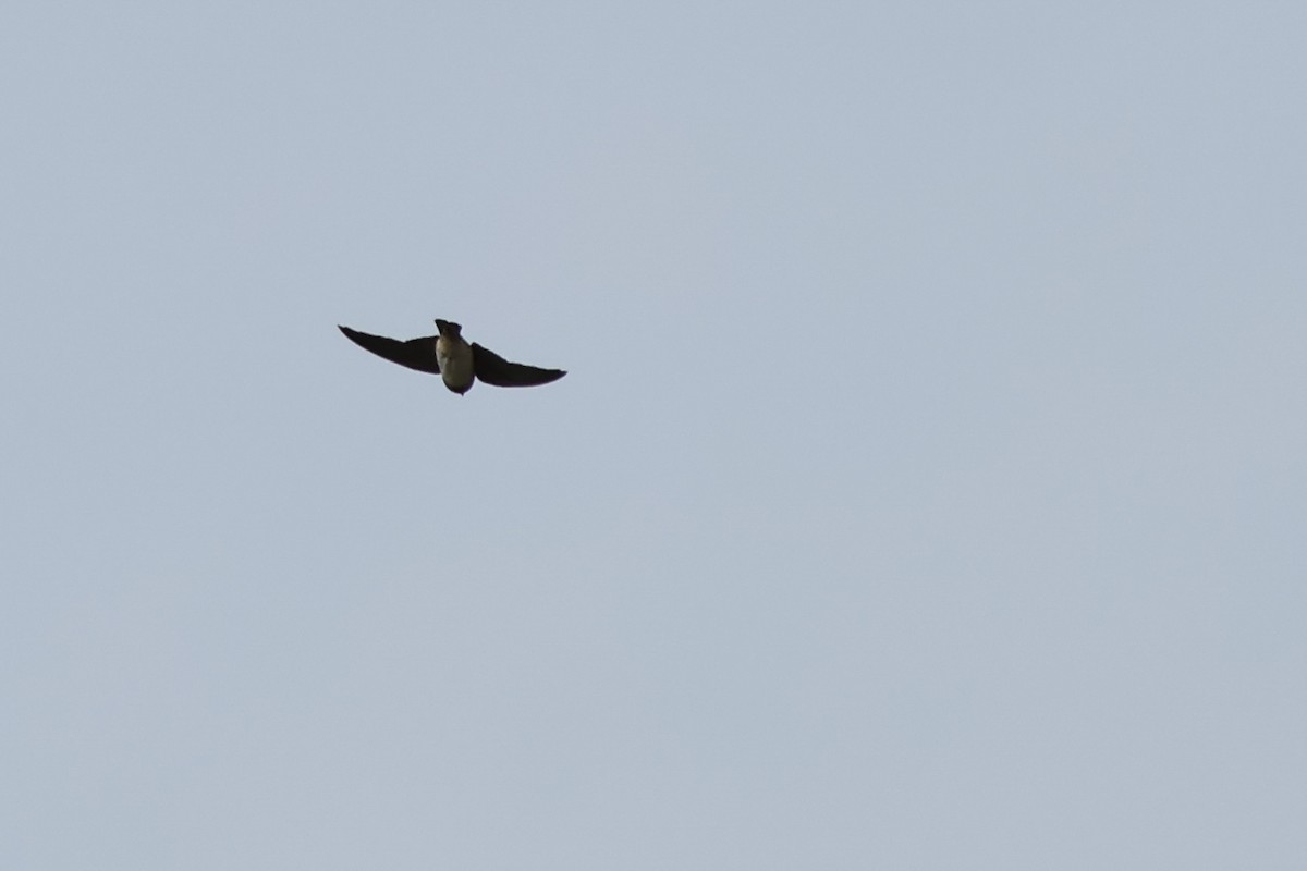 Chimney Swift - ML638251148