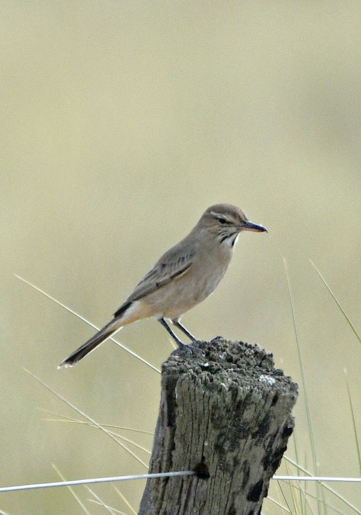 Gray-bellied Shrike-Tyrant - ML638251162