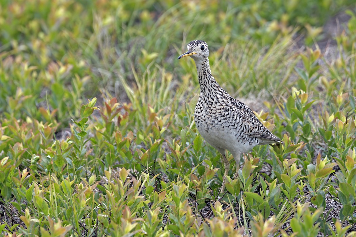 Upland Sandpiper - ML638251167