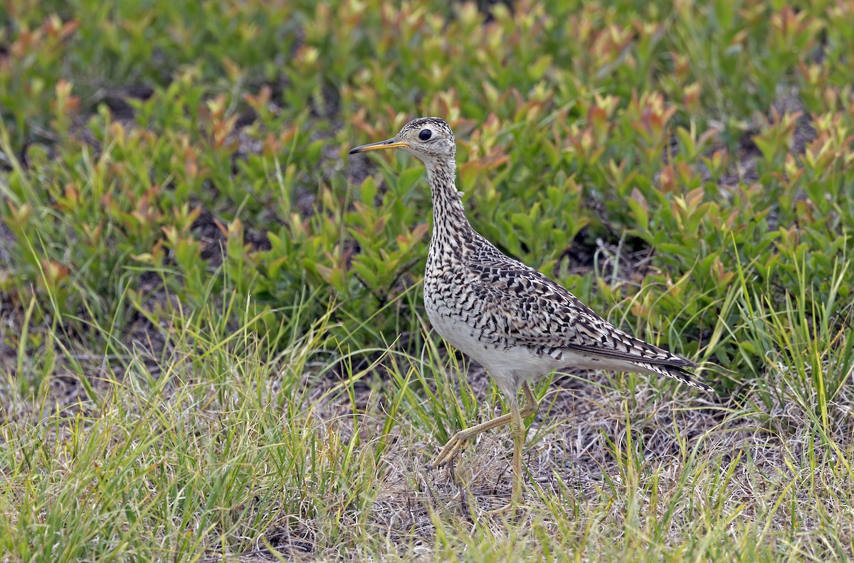 Upland Sandpiper - ML638251171
