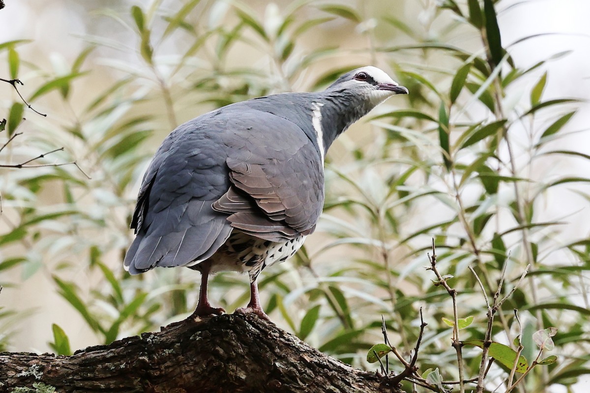 Wonga Pigeon - ML638251178