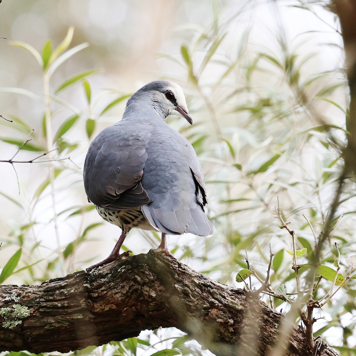 Wonga Pigeon - ML638251179