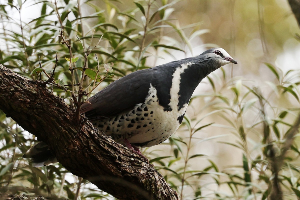 Wonga Pigeon - ML638251180