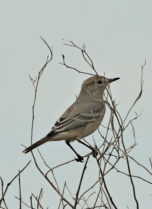 Lesser Shrike-Tyrant - ML638251192