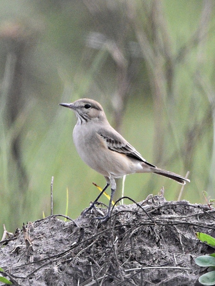 Lesser Shrike-Tyrant - ML638251193