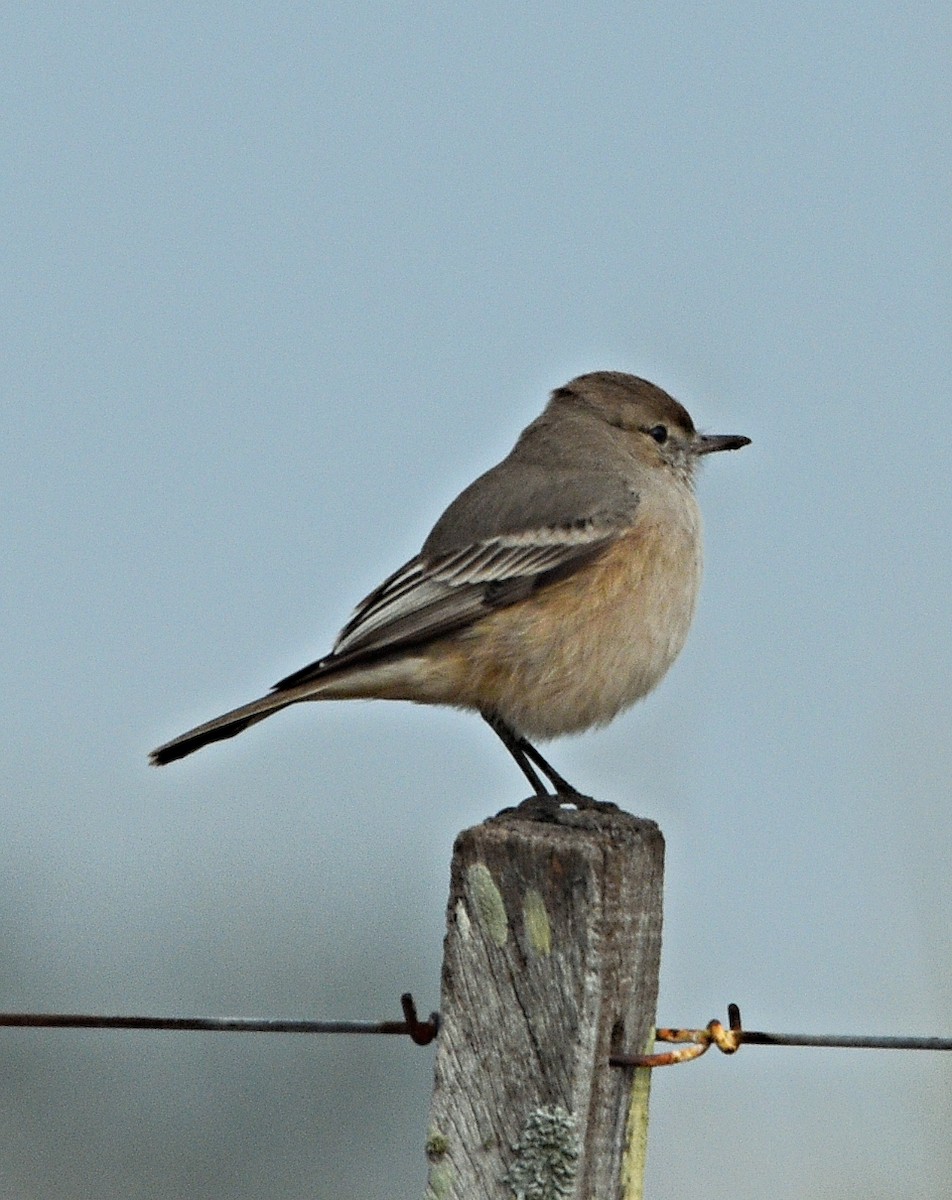 Lesser Shrike-Tyrant - ML638251194