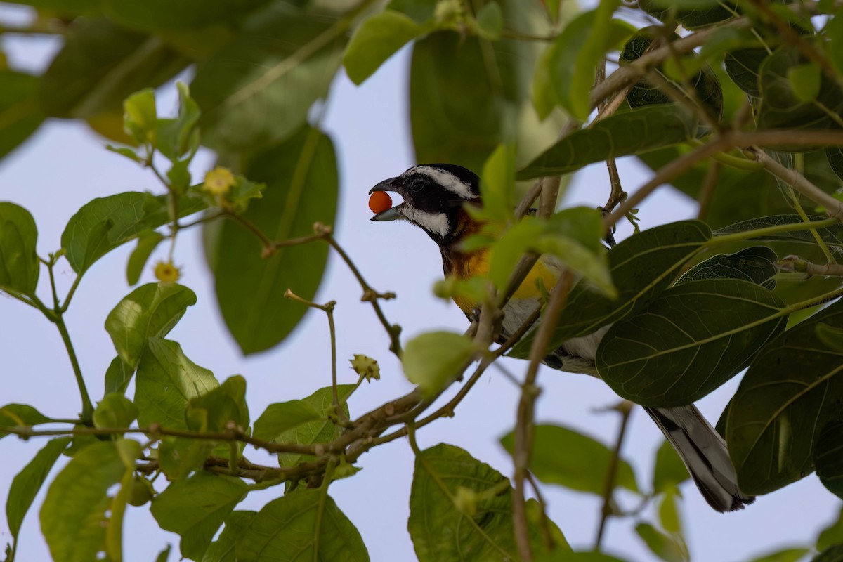 Western Spindalis (Cozumel I.) - ML638251195