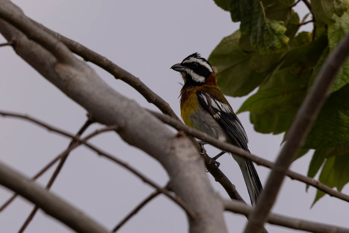 Western Spindalis (Cozumel I.) - ML638251196