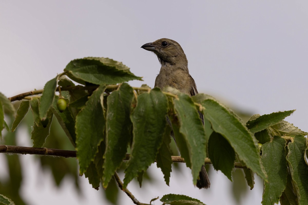 Western Spindalis (Cozumel I.) - ML638251197